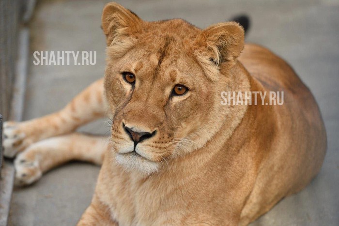 Печаль: в Ростовском зоопарке не стало львицы Олесии