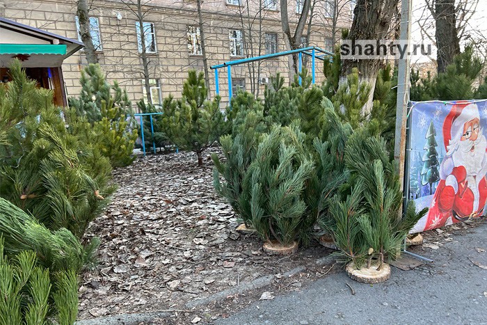 Цены на елочном базаре в городе Шахты