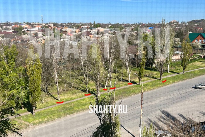В г. Шахты на ХБК много сухих тополей: горожане волнуются
