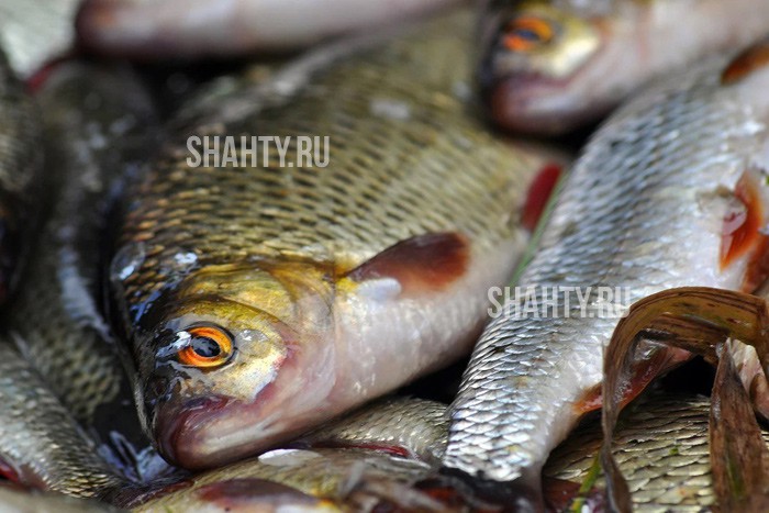 Электроудочкой ловил рыбу: на 19-летнего завели уголовное дело в Ростовской области