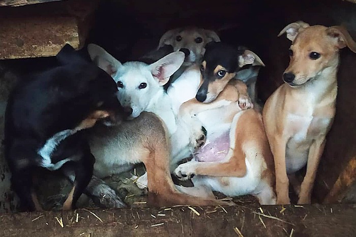 В Шахтах закончились деньги на корм у приюта для собак