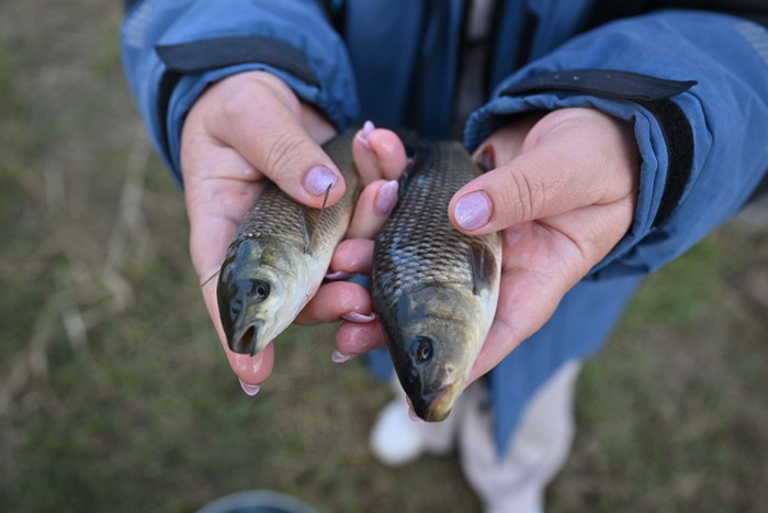 Выпустили миллион мальков сазанов и белых амуров в Цимлянское водохранилище