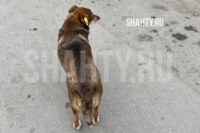 По бродячим собакам ведут статистику в Ростовской области