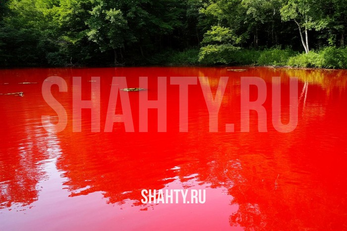 Вода в прудах стала бурой из-за шахтных вод шахты «Бургустинской» под Гуково