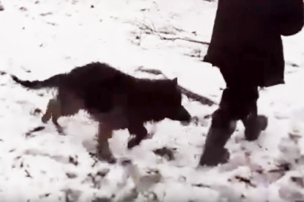 Собака провалилась под лед — донские спасатели вытащили овчарку из воды [Видео]