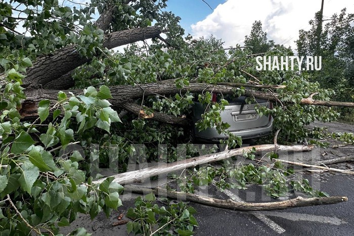 Рядом с г. Шахты раздавило проезжавшую иномарку: рухнуло дерево