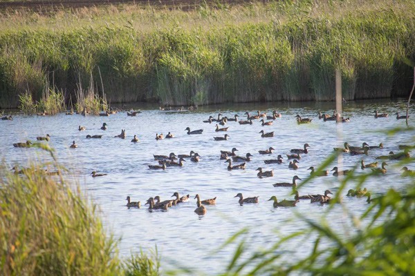 Тысяча уток-крякв выпущена в Веселовское водохранилище на Дону