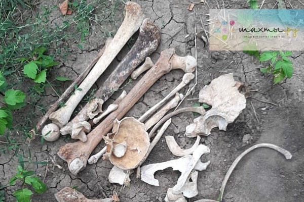 В Шахтах найдены кости в парке — дети поняли, что они человеческие