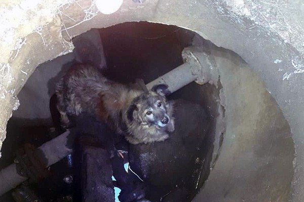 Спасли собаку под Шахтами, вытащив из водопроводного коллектора [Фото]