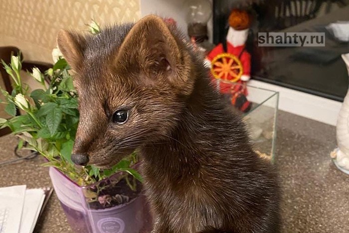 Пропал домашний соболь: может оказаться в Шахтах или Новошахтинске