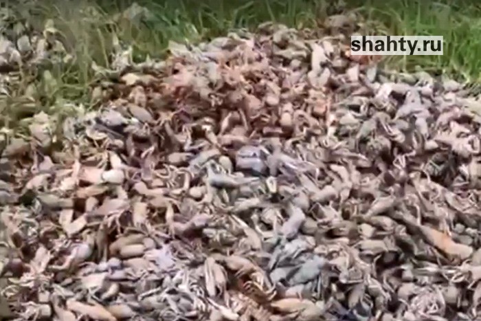 Зафиксирована массовая гибель раков в Ростовской области: видео