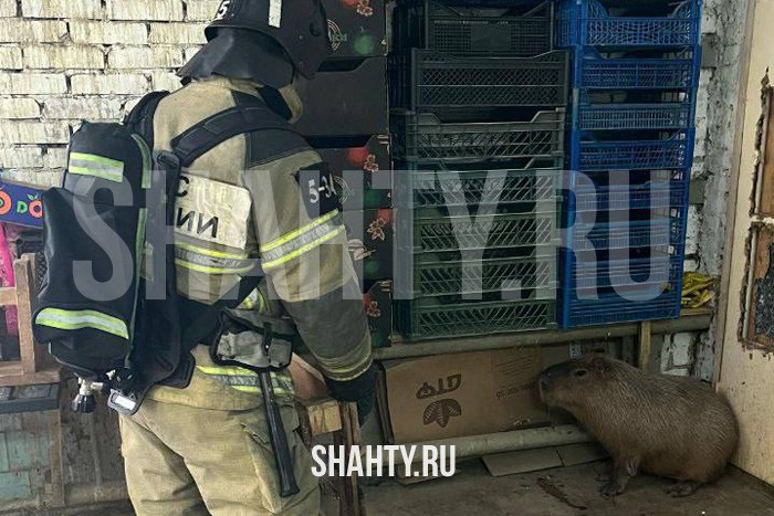 Загорелся вольер с капибарами: спасли их и патагонских мар Ростовском зоопарке