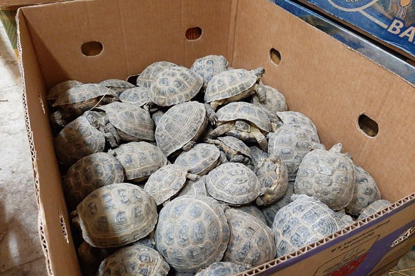 В Южный парк птиц Малинки г. Шахты привезли контрабандных черепах за 8 млн