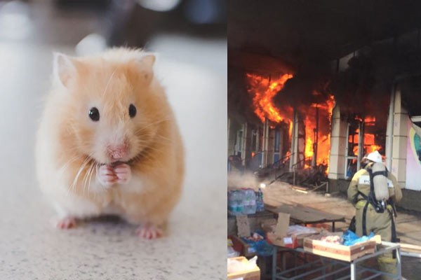 В Шахтах погибли животные из зоомагазина при пожаре на рынке ХБК