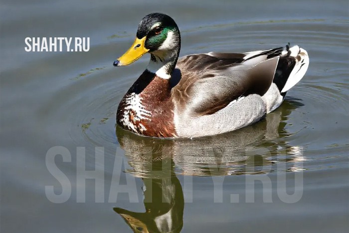 «Дамате» и ДонГАУ будут готовить специалистов для предприятий отрасли