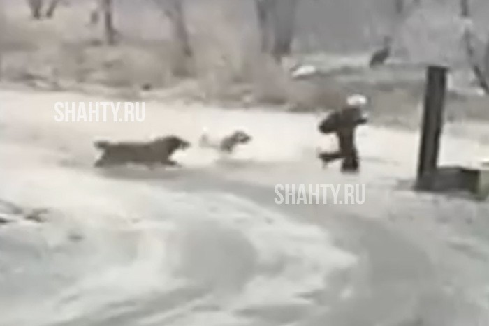 13-летнюю девочку чуть не загрызли бродячие собаки