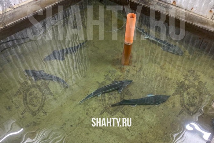 На продаже осетра попалась ОПС из четверых жителей Ростовской области