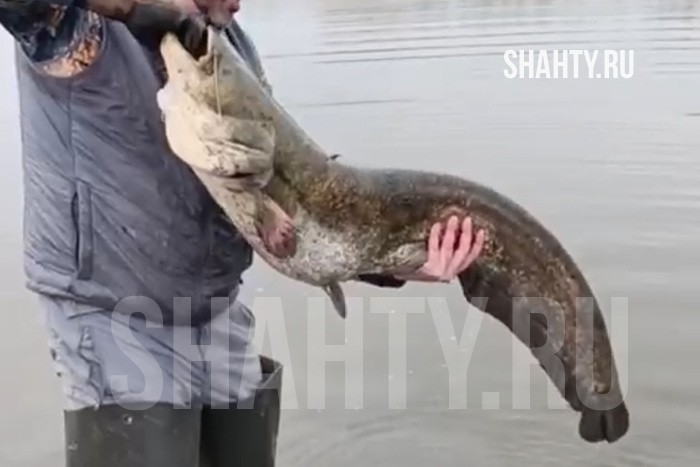 Поймали случайного сома и отпустили в Ростовской области