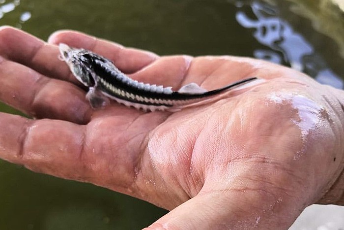 В Дон выпустили миллион мальков осетра