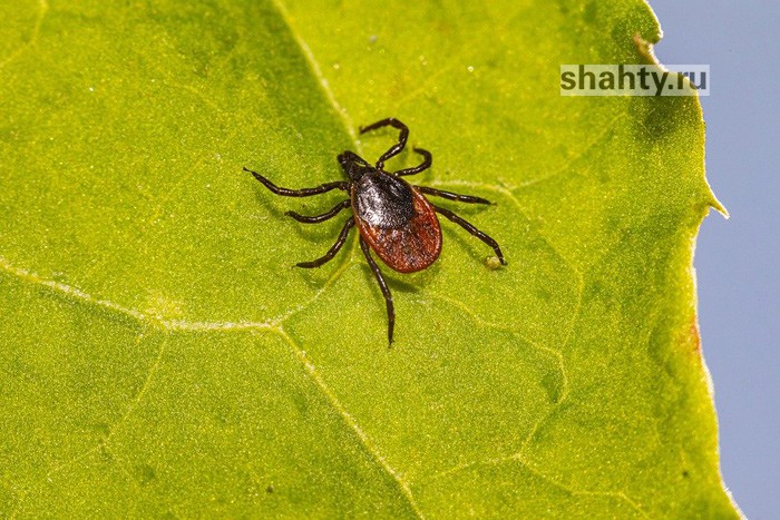 В Шахтах клещи покусали более 230 жителей
