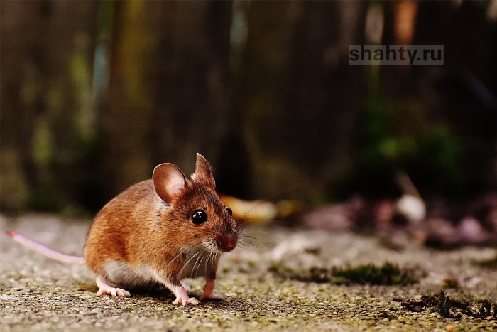 Мыши заселяют посевы озимых зерновых культур и пастбища в Ростовской области