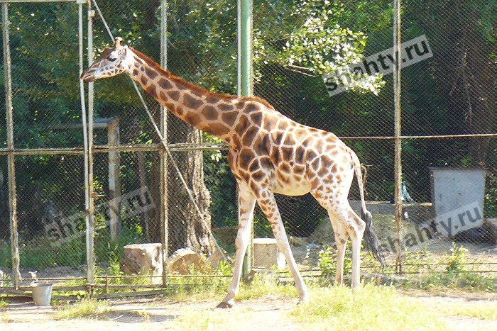 Умер единственный жираф в Ростовском зоопарке