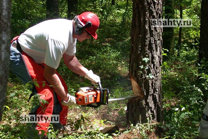 Житель г. Шахты спилил бензопилой 10 акаций в хуторе Киреевка