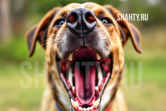 Госдума предложила законодательно запретить подкармливать собак