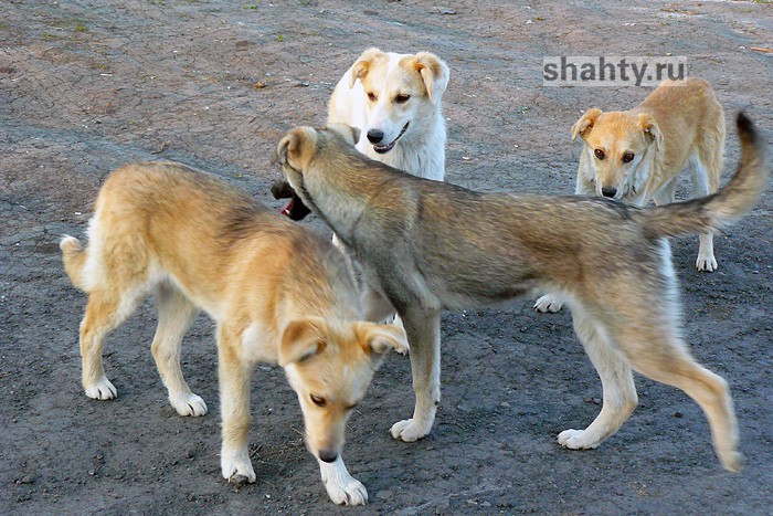 Собаки покусали в Шахтах женщину рядом с площадью Солдата