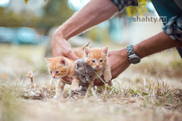 В Шахтах варили котят, готовя пищу для других животных