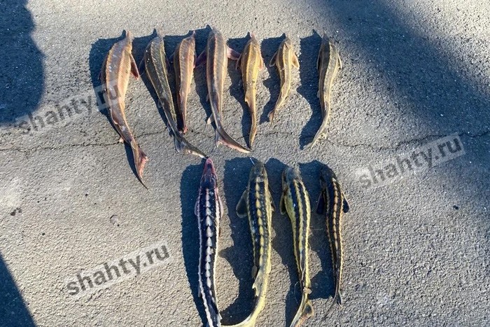 Браконьер выловил на 9,5 млн рублей осетров, стерлядь и севрюгу в Ростовской области