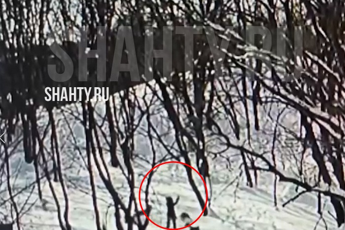 Стая собак загрызла 9-летнюю девочку в Ставрополе: женщина подкармливала собак