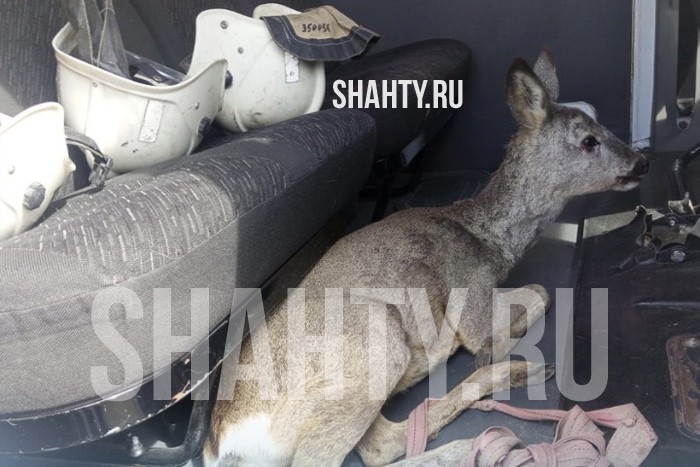 Косуля забрела во двор к жителям Ростовской области