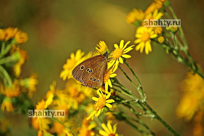 Город Шахты в числе лидеров по нескошенной траве и амброзии