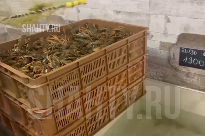 У владельца магазина изъяли 4,5 тысячи раков в Новочеркасске