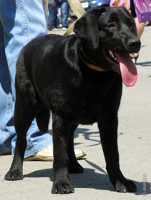 Лабрадор на выставке собак в городе Шахты 2012