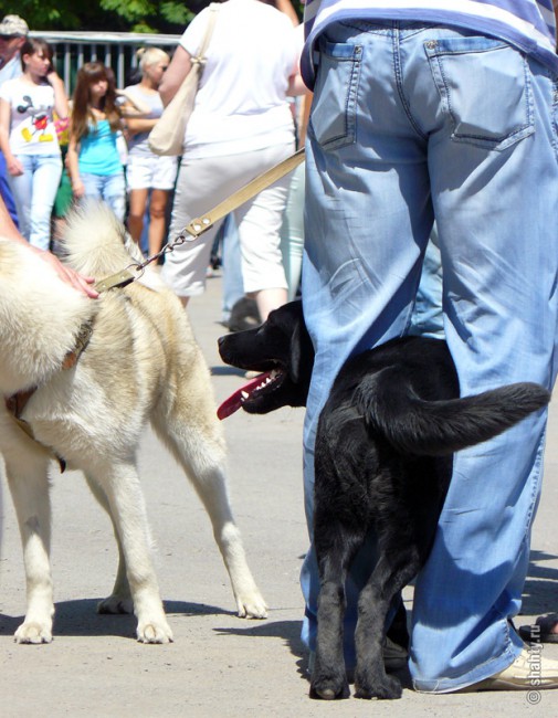 Выставка собак в городе Шахты 13 мая 2012 г.
