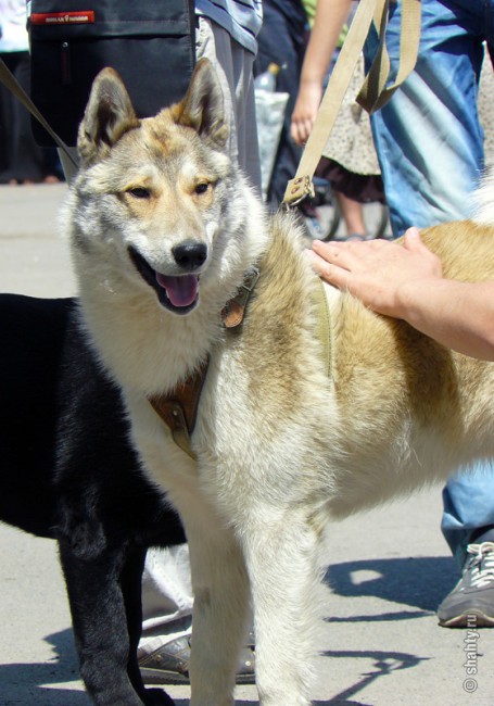 Лайка на шахтинской выставке собак 2012