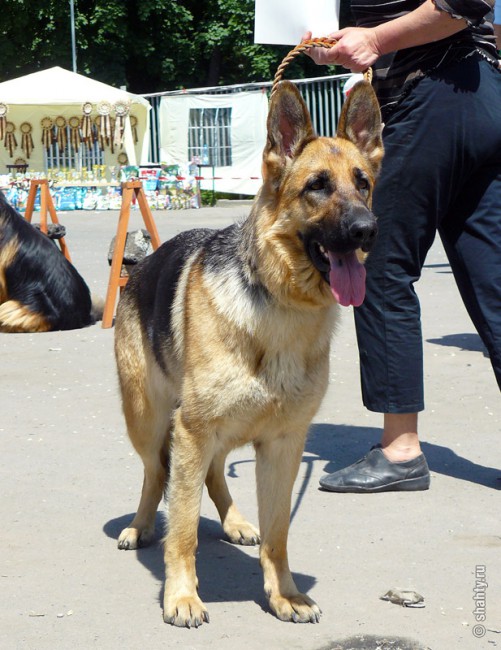 Овчарка, шахтинская выставка собак 13 мая 2012 г.