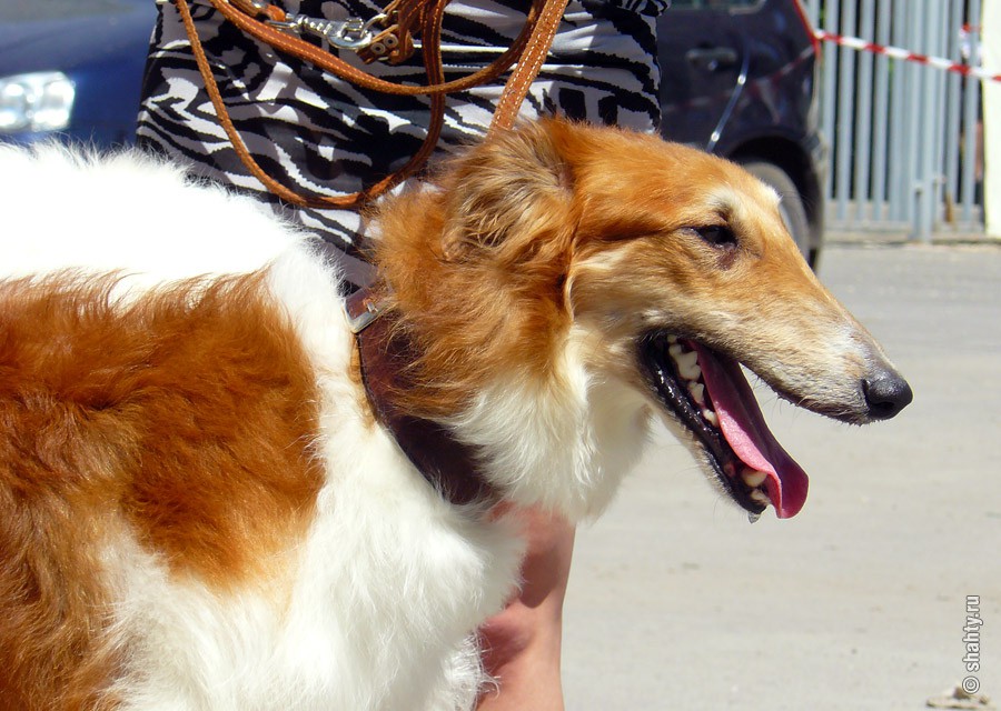 Русская гончая на выставке собак в г. Шахты 2012