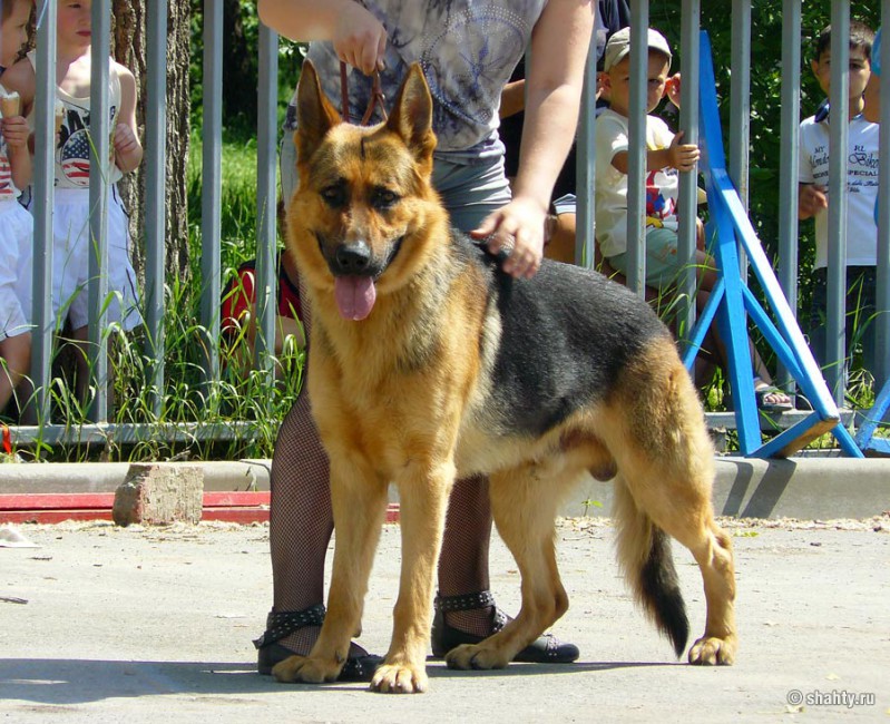 Овчарка на шахтинской выставке собак 2012