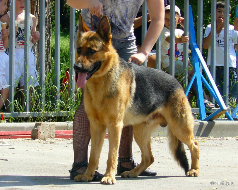 Выставка собак в Шахтах 13 мая 2012 г., овчарка