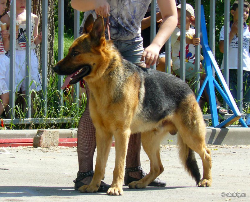 Шахтинская выставка собак 2012, овчарка