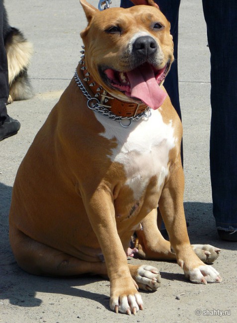 Стаффорд на выставке собак в городе Шахты 2012