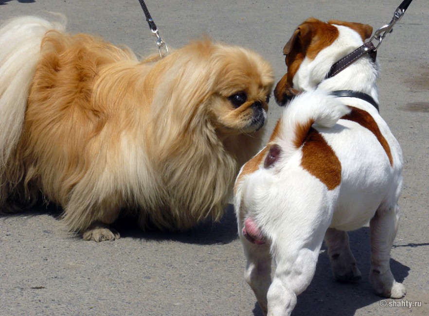 Пекинес и Джек рассел терьер на шахтинской выставке собак