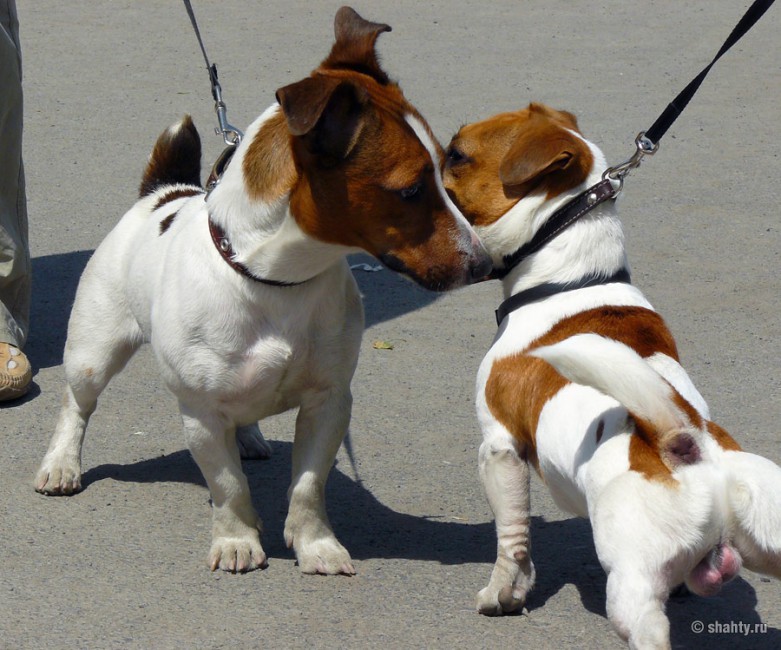 Два Джек рассел терьера о чем-то явно договариваются на шахтинской выставке собак