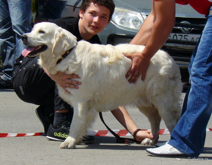 Голден ретривер на шахтинской выставке собак 2012