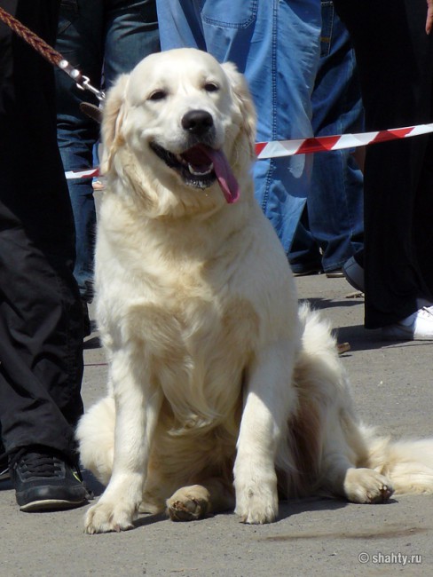 Золотистый ретривер, выставка собак в г. Шахты
