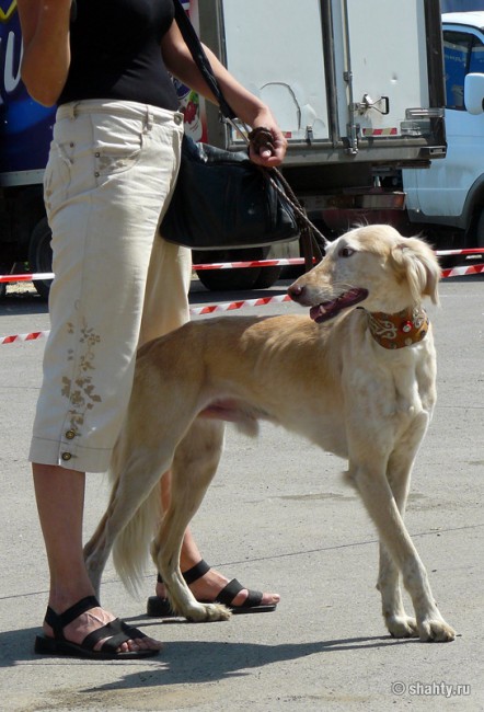 Тазы на выставке собак в городе Шахты 2012