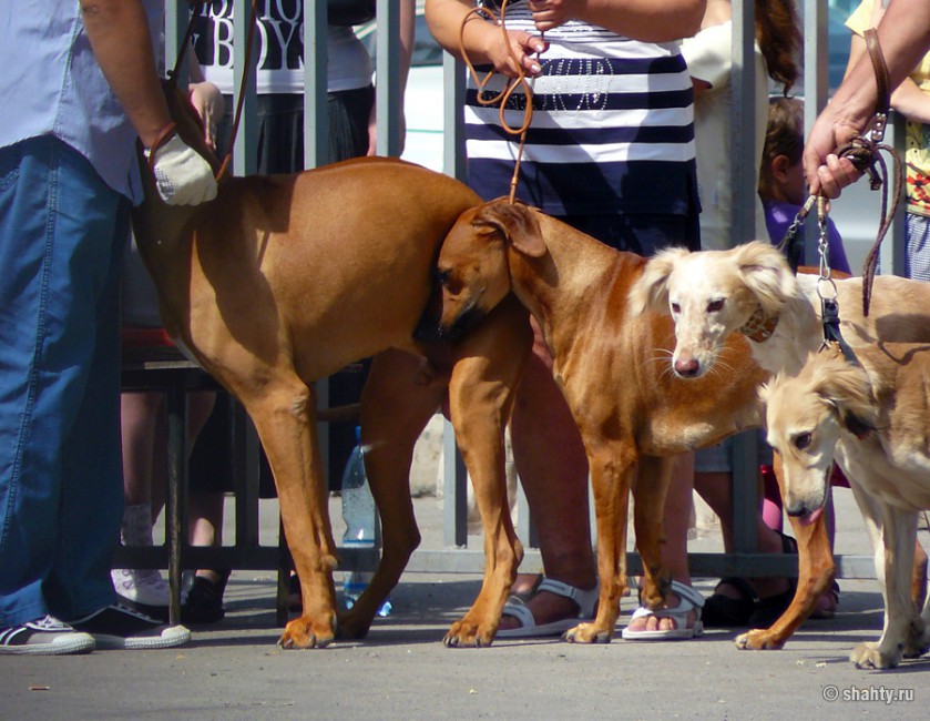 13 мая 2012 г., выставка собак в Шахтах, жарко